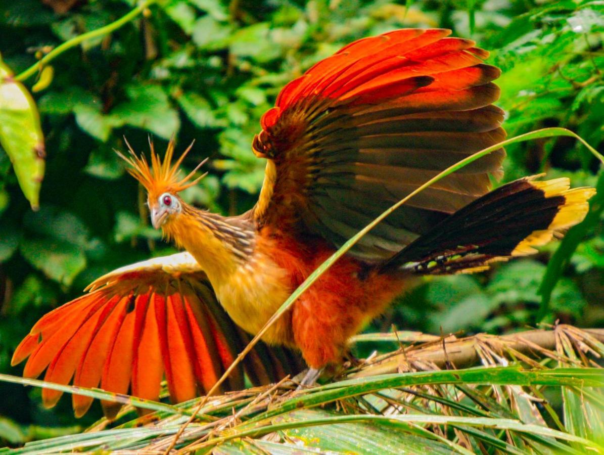 Amazon Muyuna Lodge Paraiso Ngoại thất bức ảnh